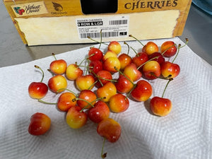 Rainier Cherry